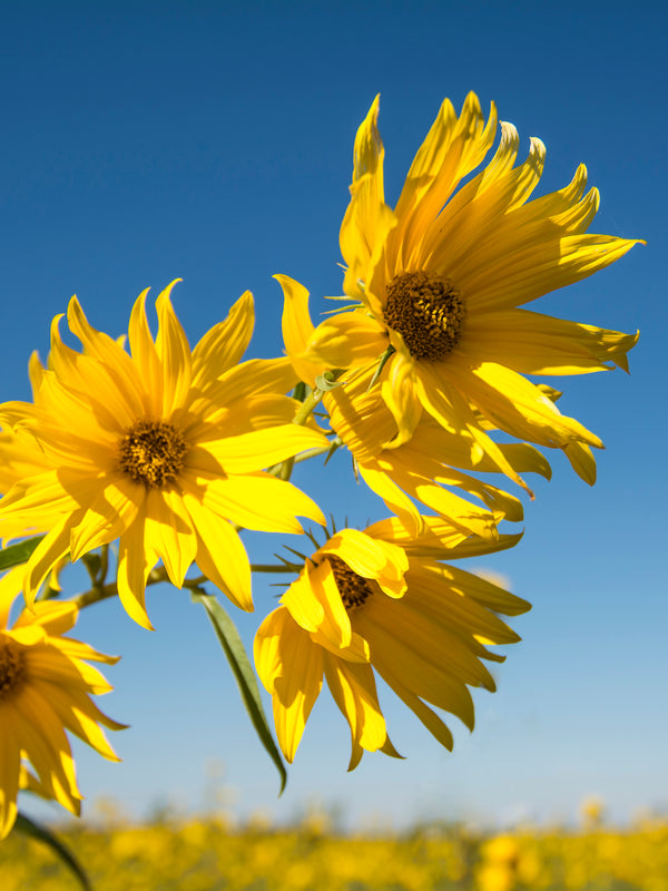 Tall Sunflower