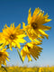 Tall Sunflower