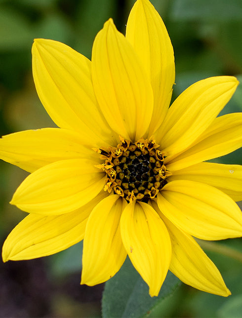 Showy Sunflower