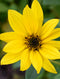 Showy Sunflower
