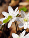 Sharp-lobed Hepatica