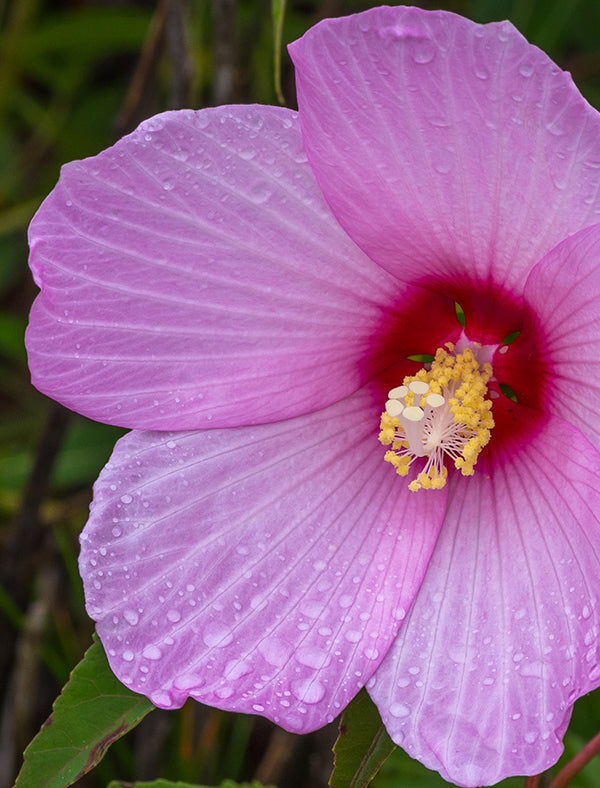 Swamp Rose Mallow
