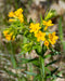 Hoary Puccoon