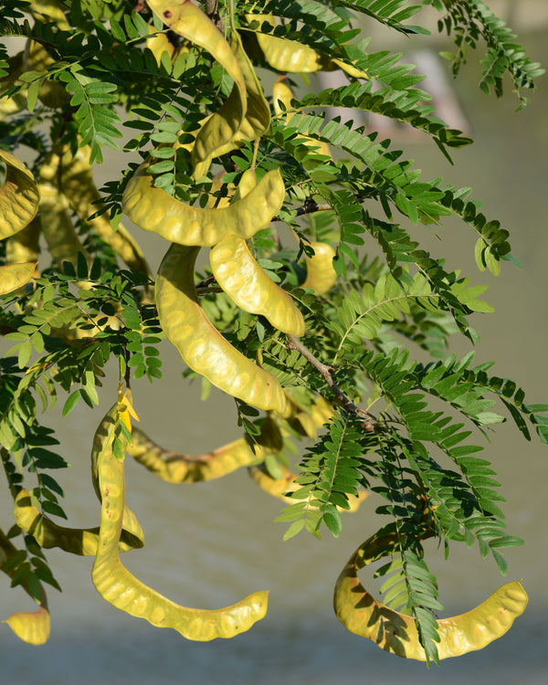 Honey Locust