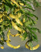 Honey Locust