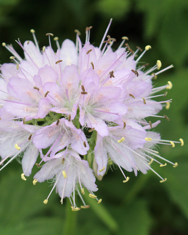 Virginia Waterleaf