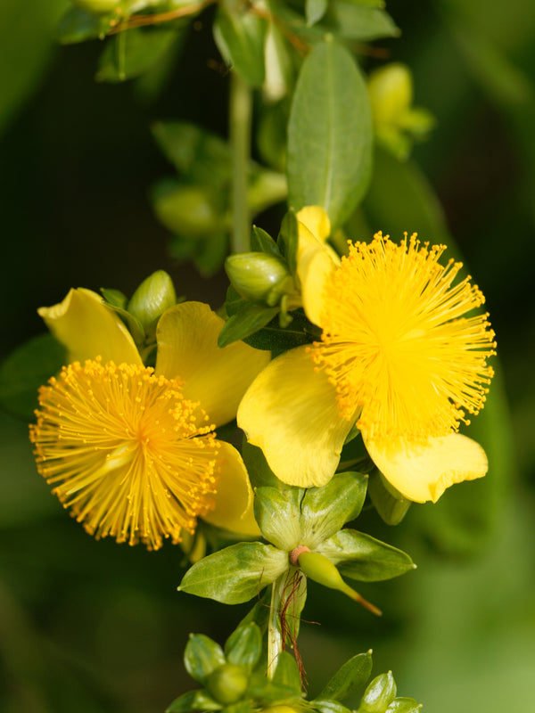 Shrubby St. John's Wort