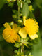 Shrubby St. John's Wort