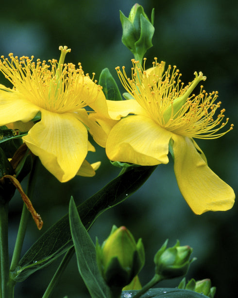 Great St. John's Wort