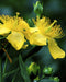 Great St. John's Wort