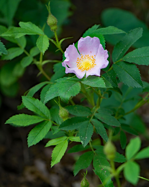 Illinois Rose