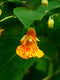 Orange Jewelweed