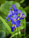 Northern Blue Flag Iris
