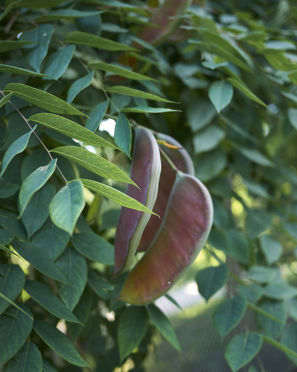 Kentucky Coffeetree
