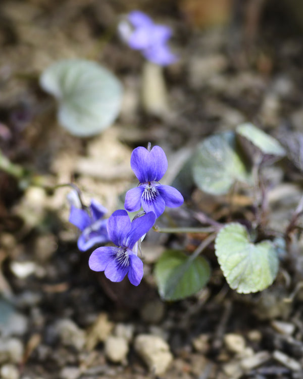 Labrador Violet
