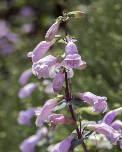 Large-flowered Beardtongue