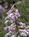 Large-flowered Beardtongue