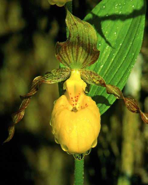 Large Yellow Lady's Slipper