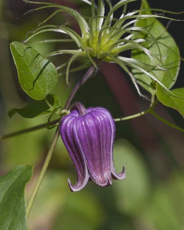 Leatherflower