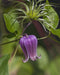 Leatherflower