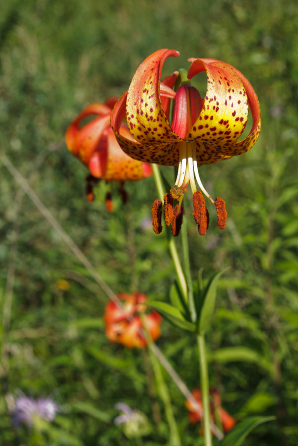 Michigan Lily