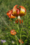 Michigan Lily