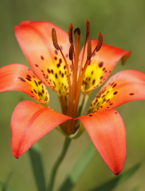 Prairie Lily