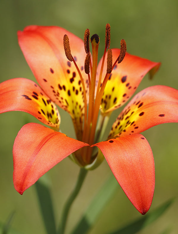 Prairie Lily