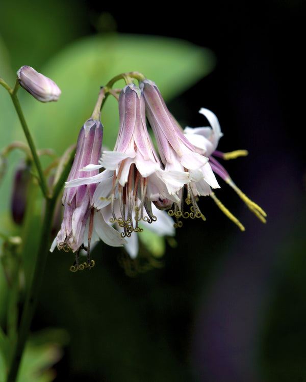 Lion's Foot