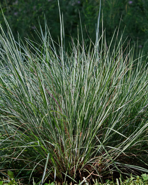 Little Bluestem
