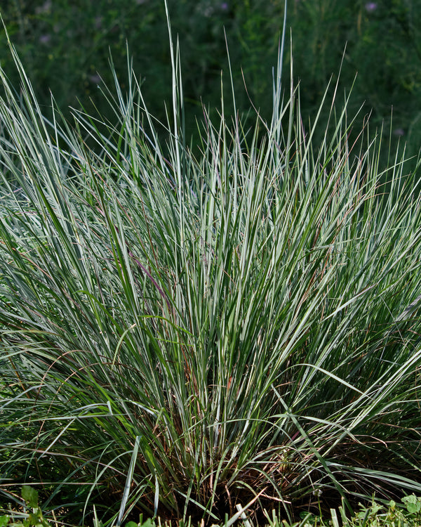 Little Bluestem