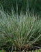 Little Bluestem
