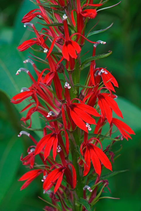 Cardinal Flower