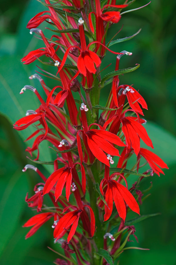 Cardinal Flower