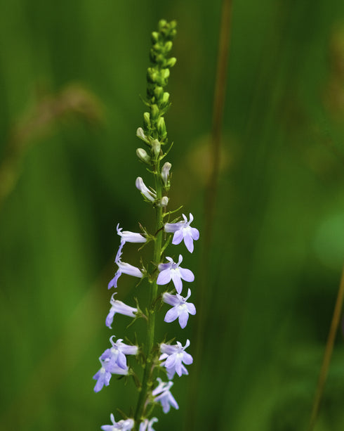 Pale Spiked Lobelia