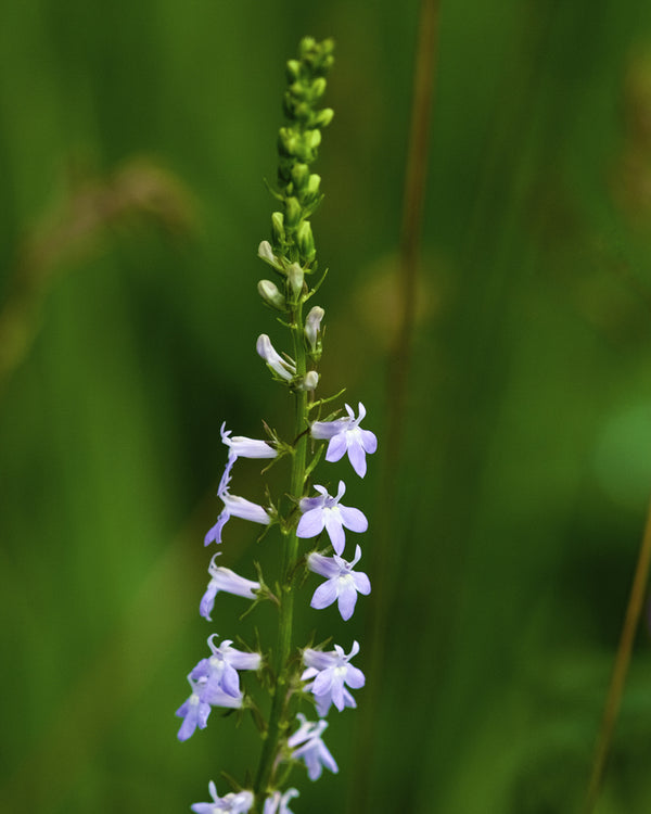 Pale Spiked Lobelia