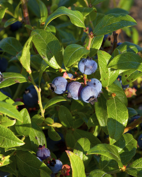 Lowbush Blueberry