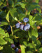 Lowbush Blueberry