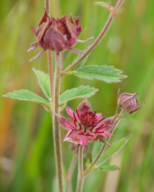 Marsh Cinquefoil
