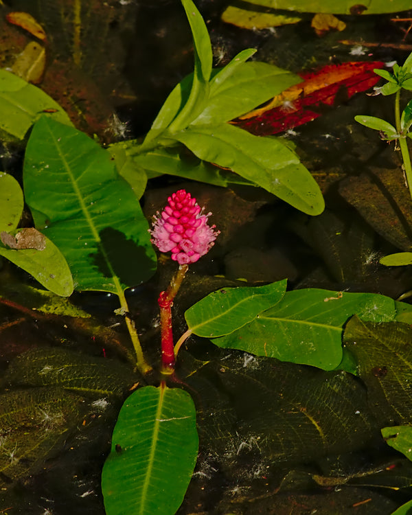 Marsh Smartweed