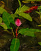 Marsh Smartweed
