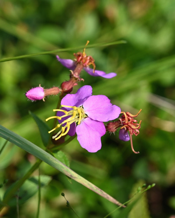 Meadow Beauty