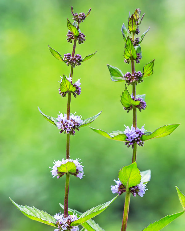 Wild Mint