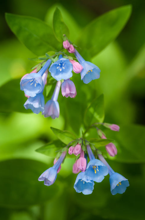 Virginia Bluebells