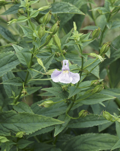 Monkey Flower