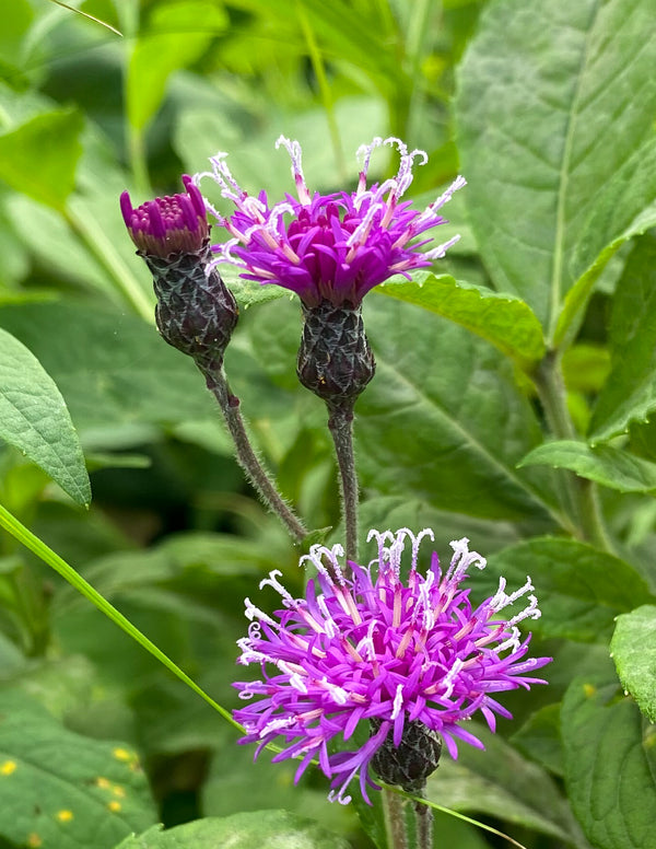 Missouri Ironweed