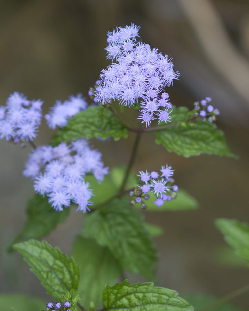 Mistflower