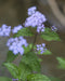 Mistflower