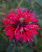 Red Bee Balm