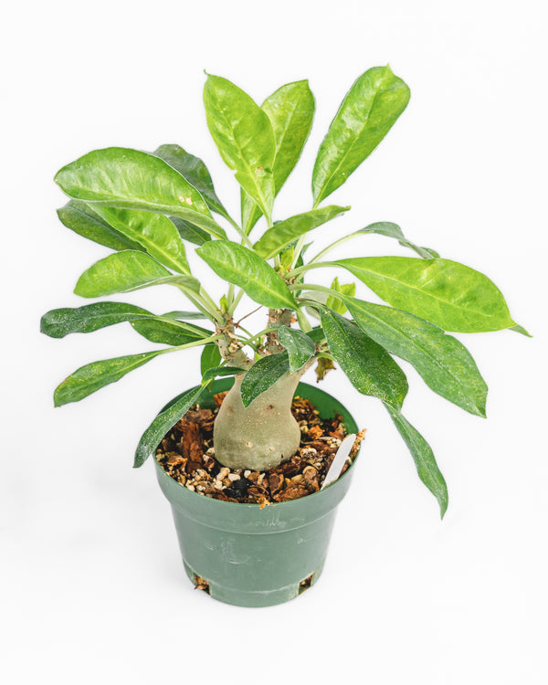 Ant Plant